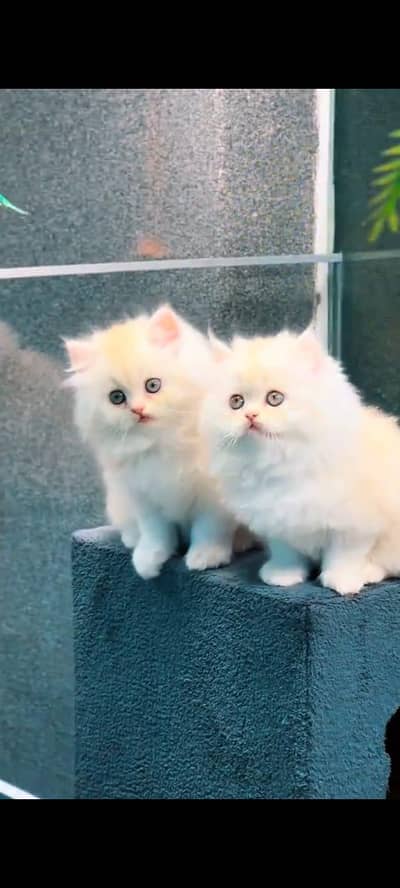 Persian cat kitten for sale. My WhatsApp 03472175246