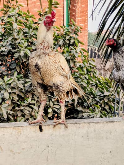 Pure Mianwali Peela Jawa Rare breed Pair