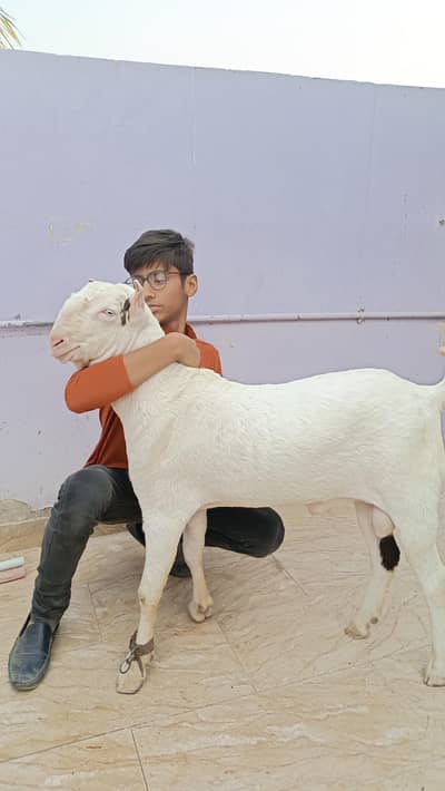 Top class teddy bakra for sale