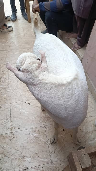 Top class teddy bakra for sale