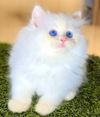 Quality Persian Punch Face Cats & Kittens 03094016734 WhatsApp