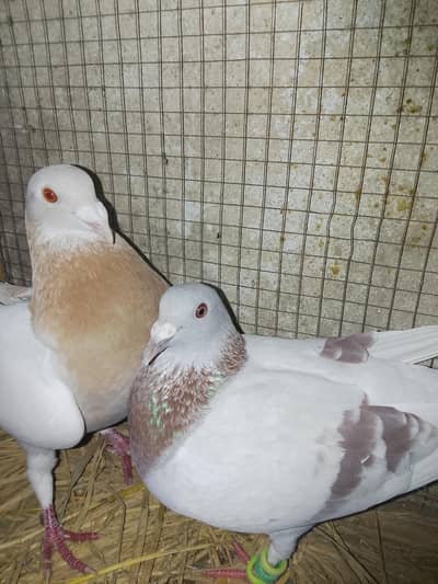 qasid pair for sale need money