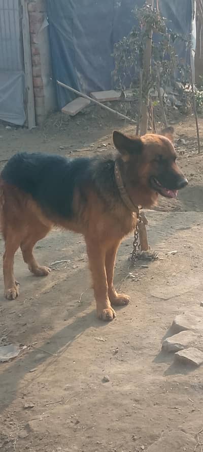 German shepherd dog for sale