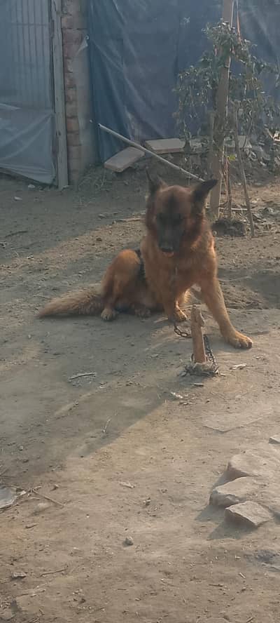 German shepherd dog for sale  male.