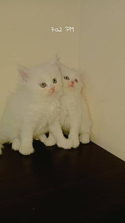Persian kittens for sell