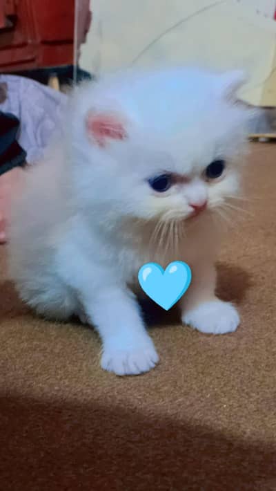 Persian doll/punch/piki face kittens