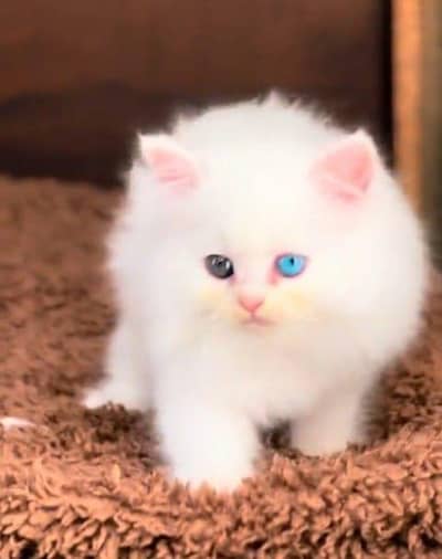 Persian cat kitten for sale. My WhatsApp 03472175246