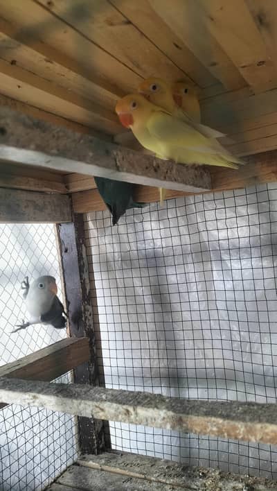 lovebirds chicks for sale