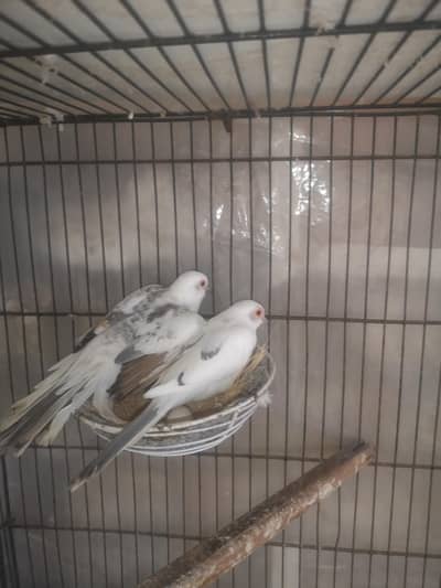 Blue Pied / Red Pied