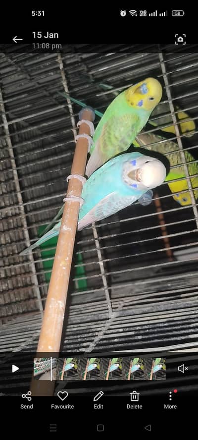 Masha Allah Rainbow and black wing pairs Available for sale in karachi