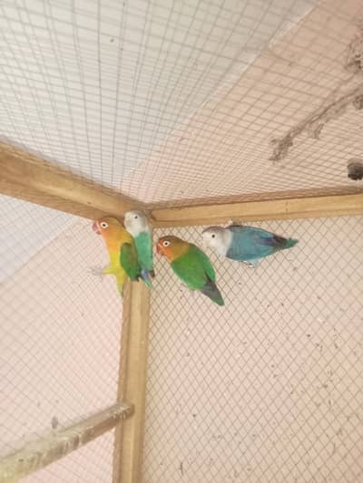 love bird and fisher