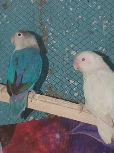 first one breeder pair and  2 one only single male