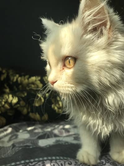 Female Persian Kitten , Triple Coated Fur
