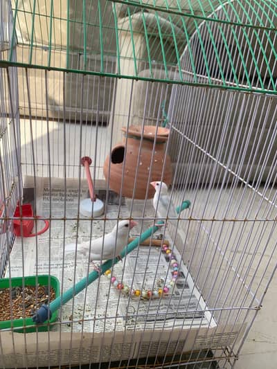 WHITE BEATIFUL ALBINO JAVA - URGENT SALE