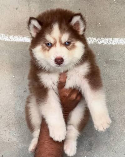 Premium Siberian husky puppy