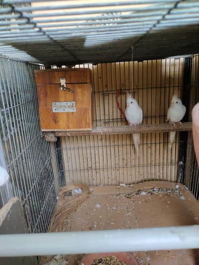 Eno cocktail Red eyes breeder pair