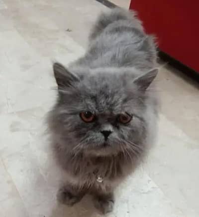 male cat for stud service