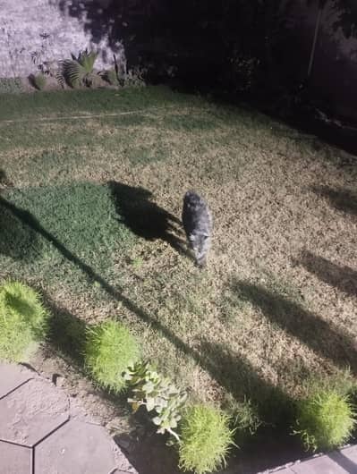 breeder cat for sale