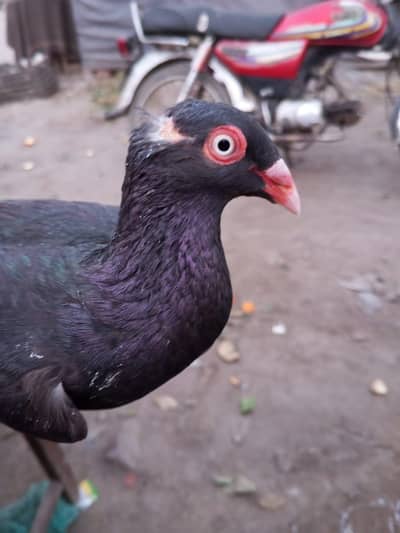 Danish famale one piece