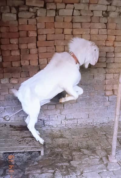 teddy Bakra 4 daant breeder