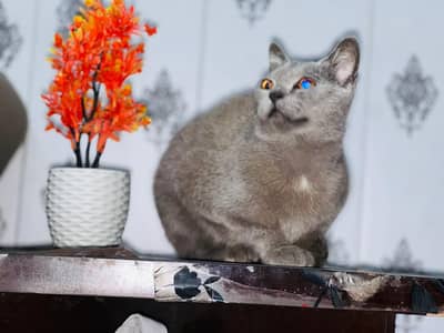 Russian Blue Cat