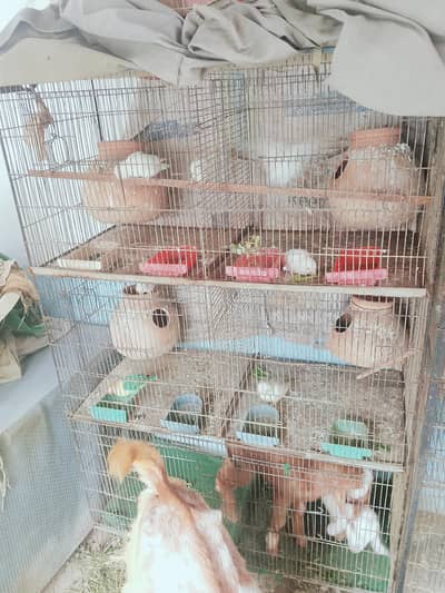 cage & albino for sale
