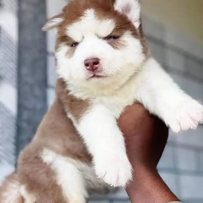 Premium Siberian husky puppy
