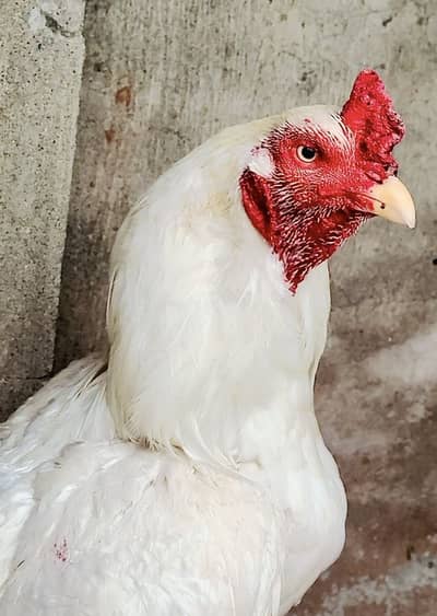 heera aseel for sale full white