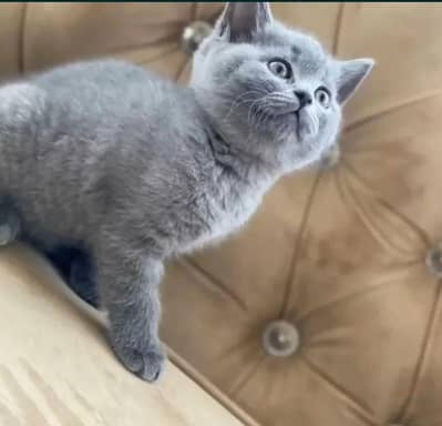 shorthair British kittin For sell. 03407140883