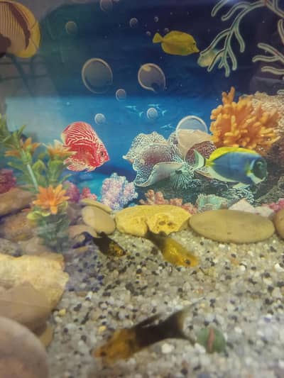 *Gold Dust Molly* or *shipping king* and *Gold dusk molly" babies