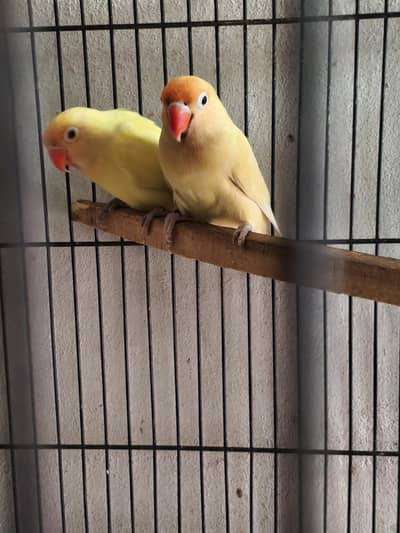 love birds pair red eyes with 1 extra white male