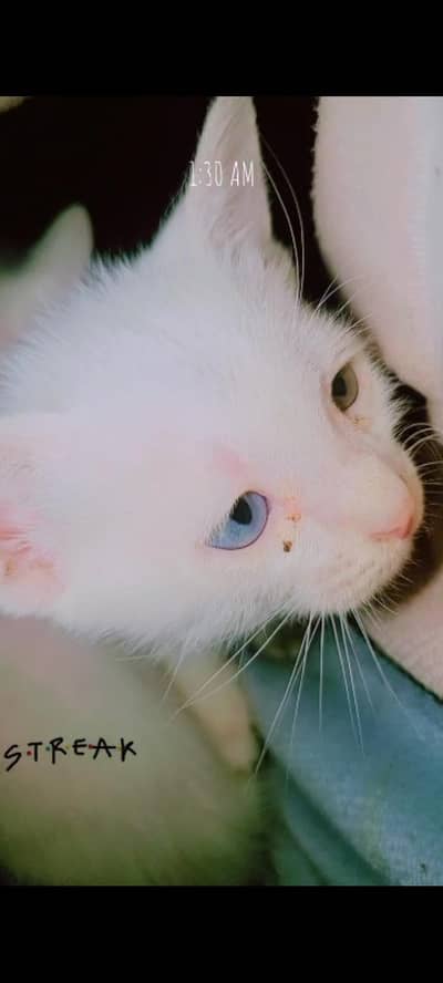 Beautiful Rare Odd-Eyed White Kitten (Milo) & Fluffy Persian Mix (Leo"
