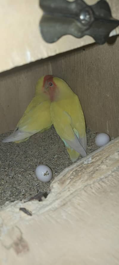 lutino fisher breeding pair