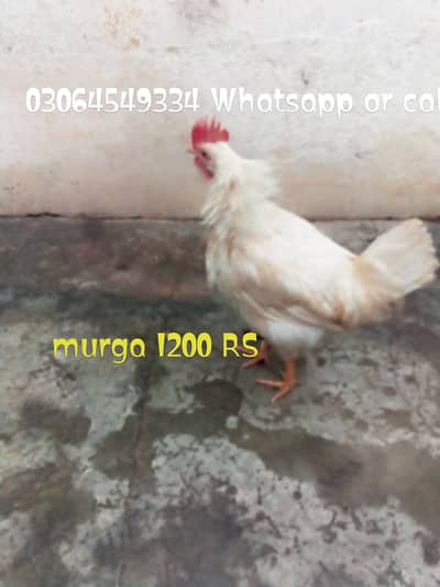 Murga Ghar ka pla hwa Desi murgi