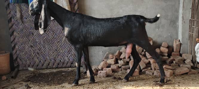 black beetal baqri for sale quality chez