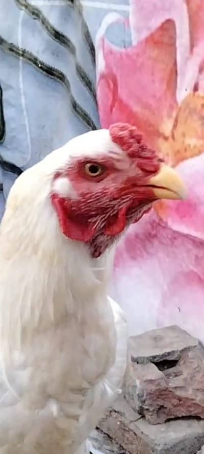 Aseel Murgha in good Quality available. . .