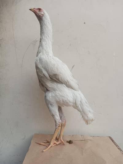 white German oH shamo/pure quality bird/white shamo/white shamo chick