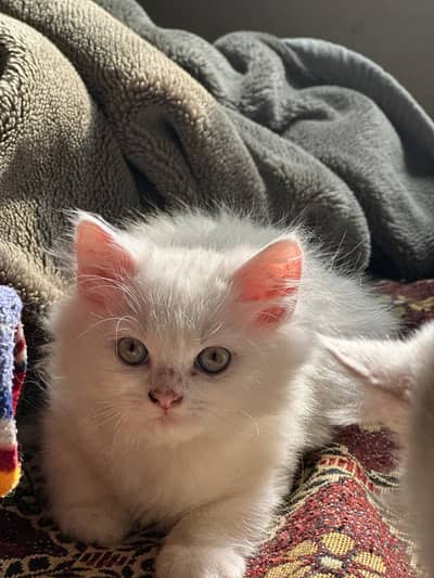 Persian Male kitten For Sale