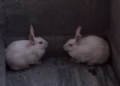 Rabbits white red eyes