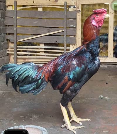 Aseel Murga | Aseel Roaster | Aseel