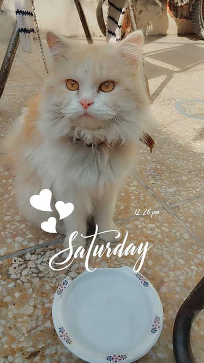 cat Persian cats  kitten male cat