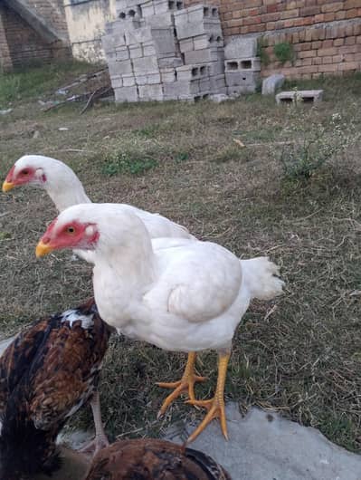 Heera pair for sale