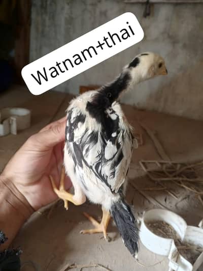 Thai chicks for sale