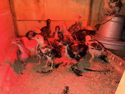 Discount Winter Offer Aseel Chicks | Shamo, Aseel, Vietnam, Thai