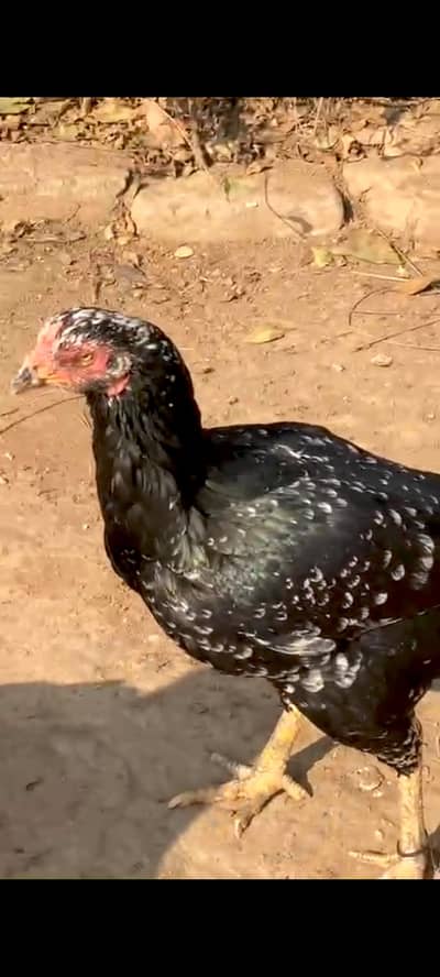 cheeni high quality female for sale