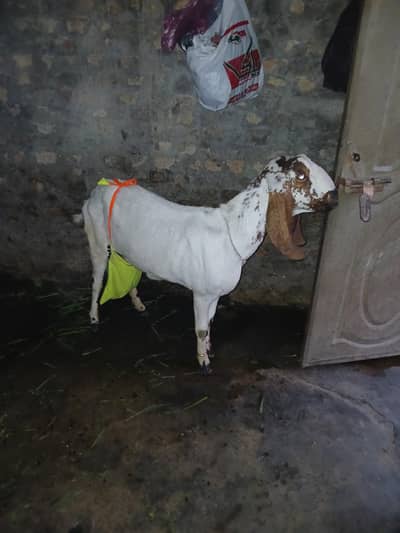 makhi beetal with 2 male and femal