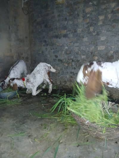 makhi beetal with 2 male and femal