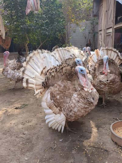 Turkey Birds | Turkey Pair | Turkey |
