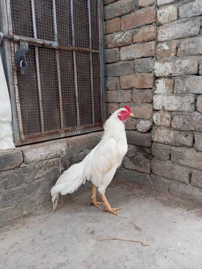 Paper white Heera Aseel setup