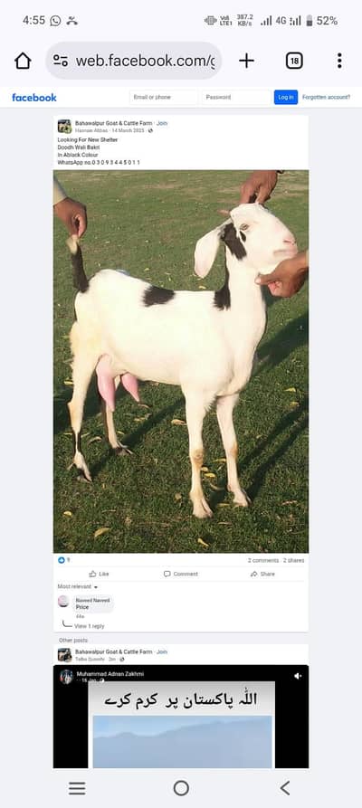 mujhy Asi AK bkri chhya